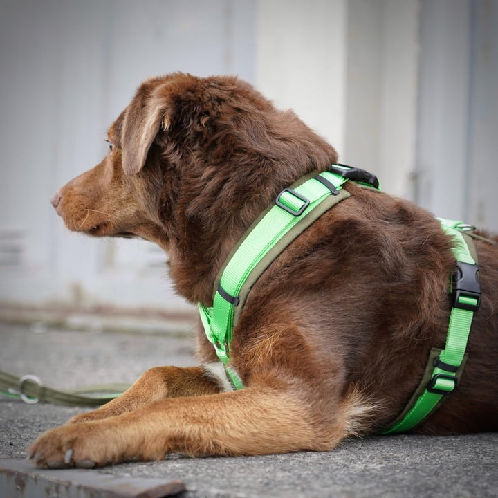 Anny-X Brustgeschirr Open Fun | Hundegeschirr für Sensible Hunde | Farbe Oliv-Hellgrün | Gr. S (Brus