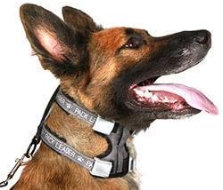 Cesar Millan Pack Leader Collar™ - Trainingshalsband des Hundeflüsterers Cesar Millan (Gross, Blau)