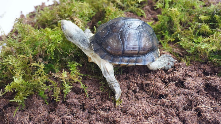 Schildkröten-Zubehörset 3-teilig, enthält Schildkröten-Einstreu, feuchtigkeitsspeicherndes Substrat
