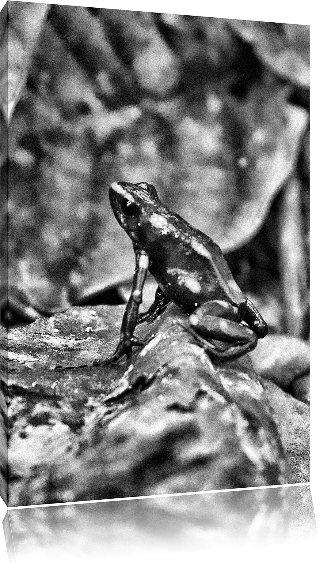 Pixxprint Baumsteiger Frosch als Leinwandbild/Grösse: 100x70 cm/Wandbild/Kunstdruck/fertig bespannt,