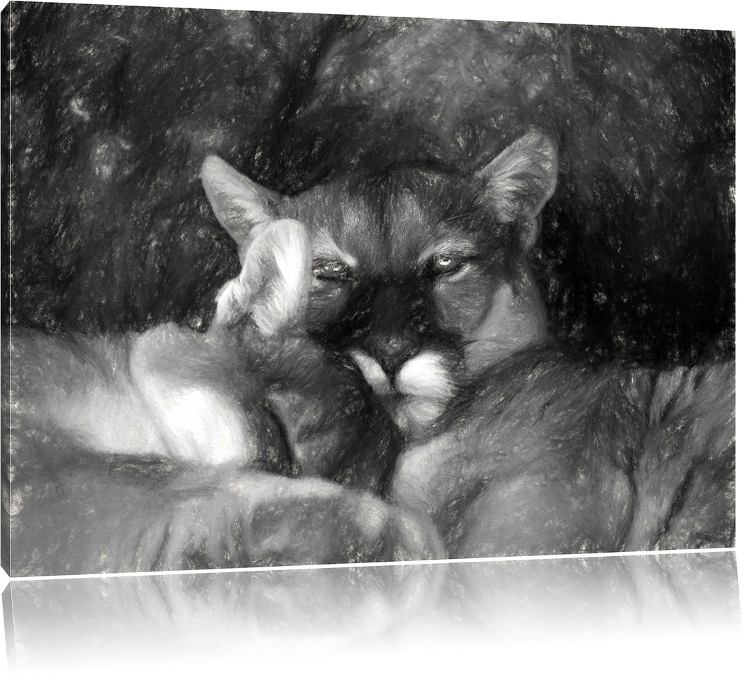 Pixxprint verschlafenes Puma Paar Kunst als Leinwandbild/Grösse: 100x70 / Wandbild/Kunstdruck/fertig