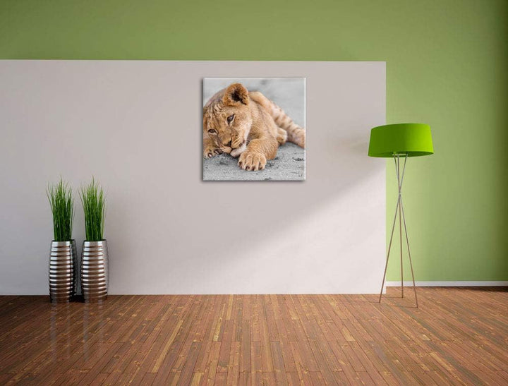 Pixxprint süsses Löwenbaby spielt schwarz/weiss, Format: 70x70 auf Leinwand, 70x70
