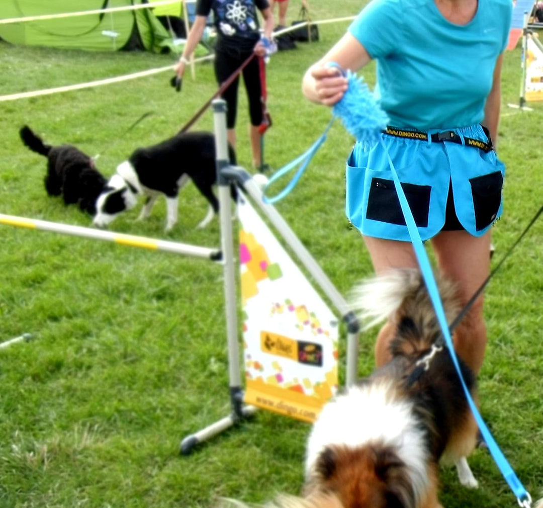 Dingo Trainingsgürtel, Sport, Agility, Apportieren, Gehorsam, Leinenführung, Nasenarbeit, Verhaltens