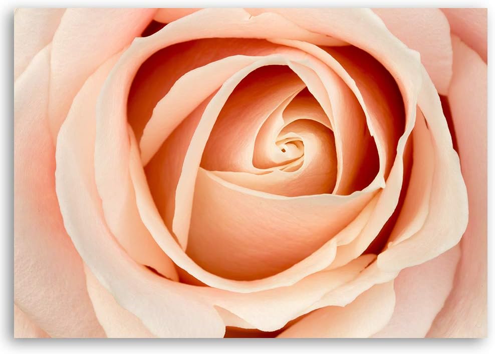 Feeby Wandbild Natur Druckbild Leinwandbild Blume Orange 100x70 cm M14558 100x70 cm, M14558 100x70 c