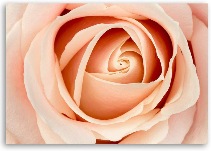 Feeby Wandbild Natur Druckbild Leinwandbild Blume Orange 100x70 cm M14558 100x70 cm, M14558 100x70 c