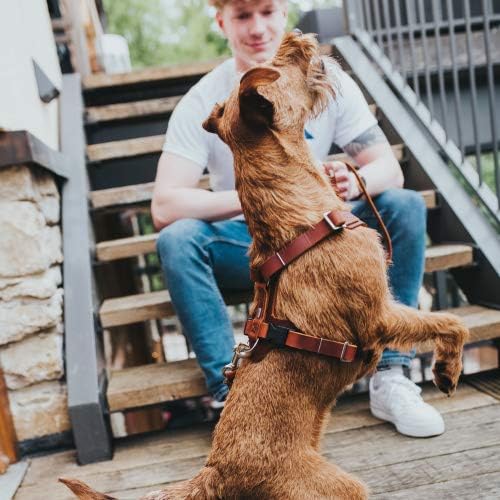 HUNTER Aalborg Hundegeschirr, Leder, XS, Cognac cognac XS, cognac XS