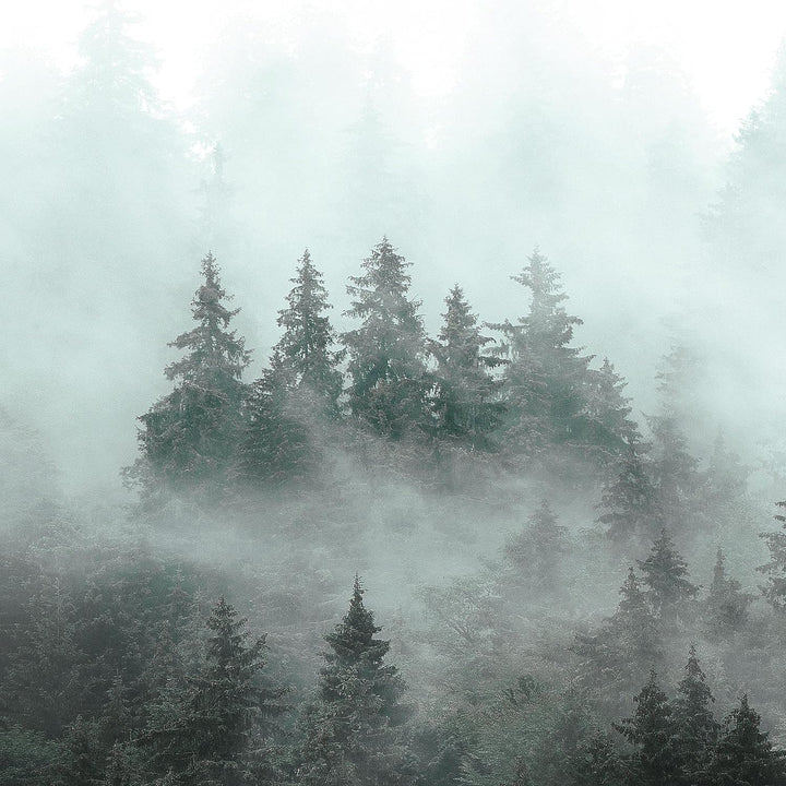 Runa Art Wandbilder Wald Natur 5 Teilig Bild auf Vlies Leinwand Deko Wohnzimmer Schlafzimmer Panoram