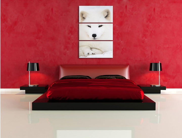 Pixxprint Weisser Fuchs als Leinwandbild/Grösse: 3 Teilig (120x80) cm/Wandbild/Kunstdruck/fertig bes