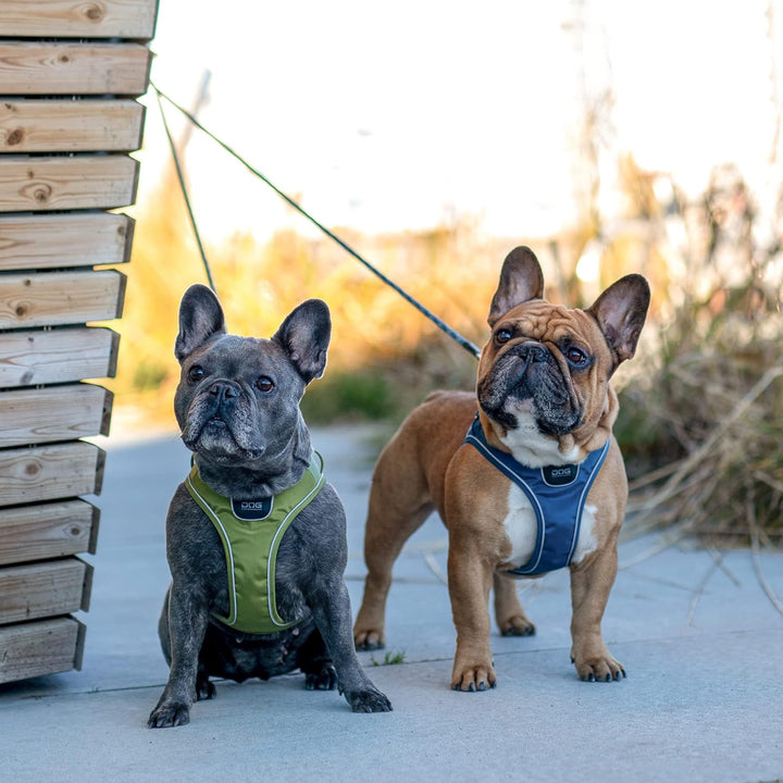 DOG Copenhagen Comfort Walk Go Hundegeschirr, Purple Passion (Lila), Grösse S Purple Passion | Lila