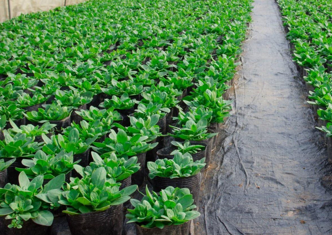 Aquagart Bewässerungsvlies 10m² Bewässerungsmatte für Pﬂanztöpfe 1000g I Vlies für Blumenkübel I Was