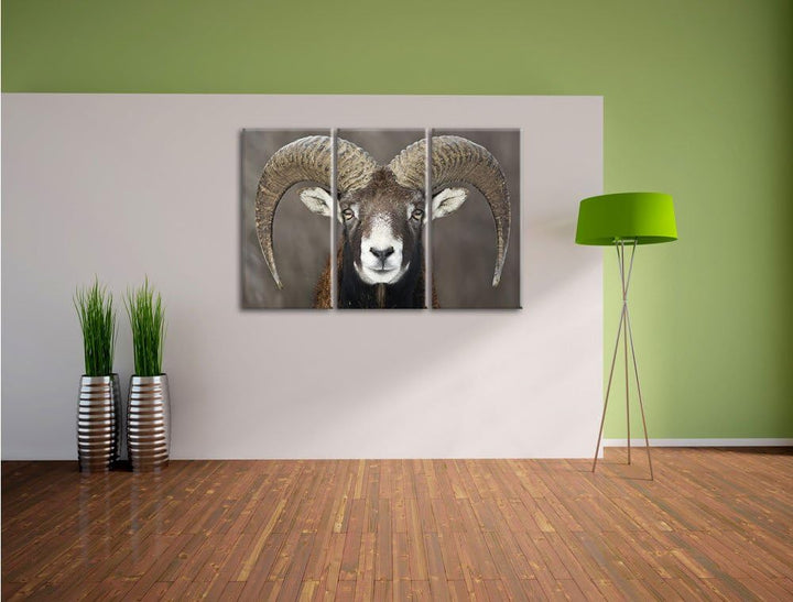 Pixxprint Mufflon Porträt als Leinwandbild/Grösse: 3 Teilig (120x80) cm/Wandbild/Kunstdruck/fertig b