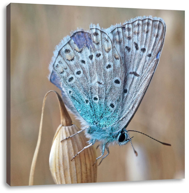 Pixxprint Blauer Schmetterling auf Blauer Blumeblau Schmetterling Blume Natur Tier, Format: 70x70 au